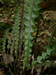 Blechnum chambersii. Reduced basal pinnae arranged in sub-opposite pairs.
 Image: L.R. Perrie © Te Papa CC BY-NC 3.0 NZ